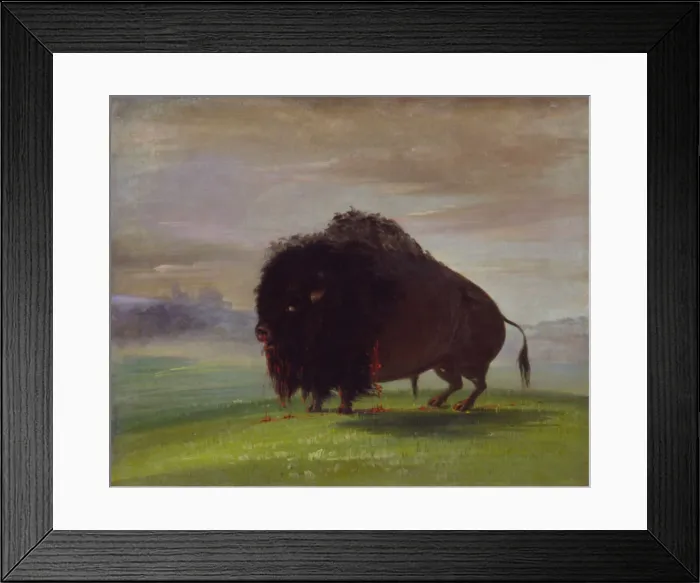 Framed Print : Wounded Buffalo, Strewing His Blood over the Prairies, 1832-1833. Creator: George Catlin Framed Print : Wounded Buffalo, Strewing His Blood over the Prairies, 1832-1833. Creator: George Catlin