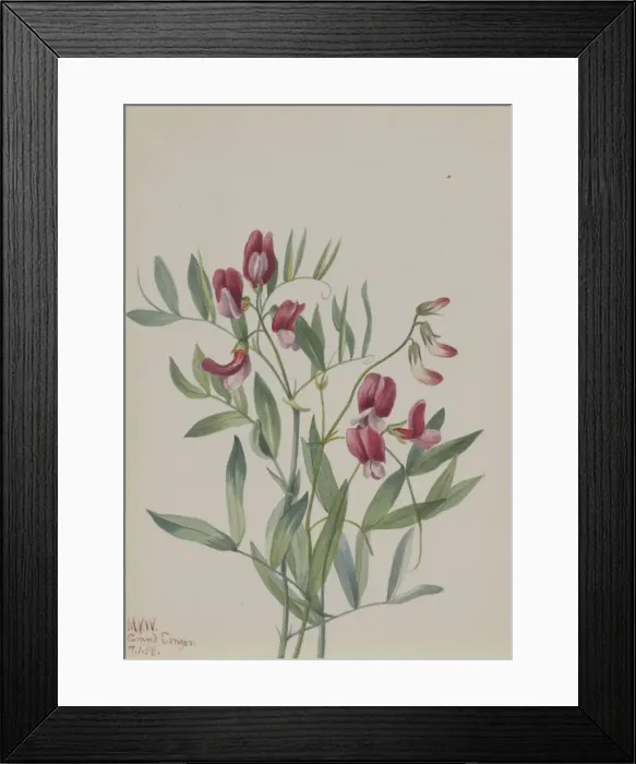 Framed Print : Wild Pea (Lathyrus decaphyllus), 1938. Creator: Mary Vaux Walcott Framed Print : Wild Pea (Lathyrus decaphyllus), 1938. Creator: Mary Vaux Walcott