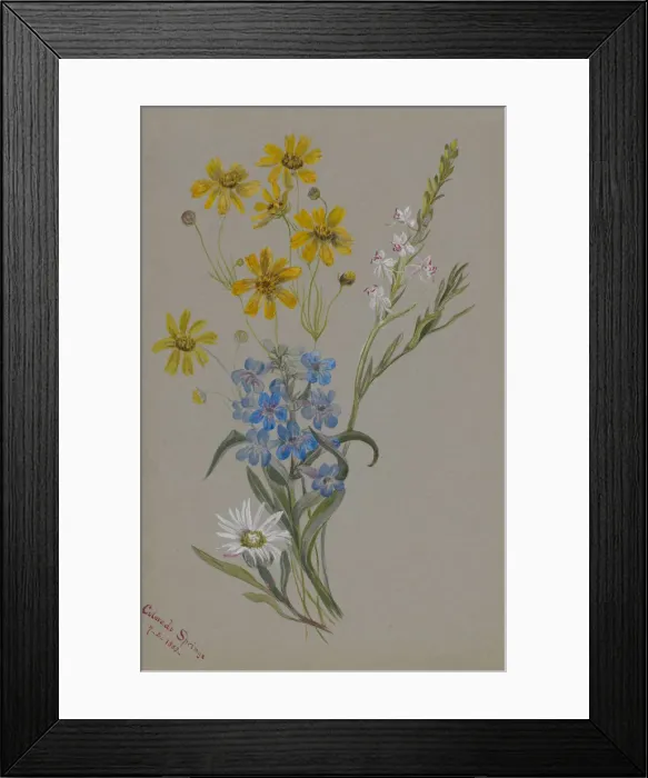 Framed Print : (Untitled, Group of Flowers), 1883. Creator: Mary Vaux Walcott