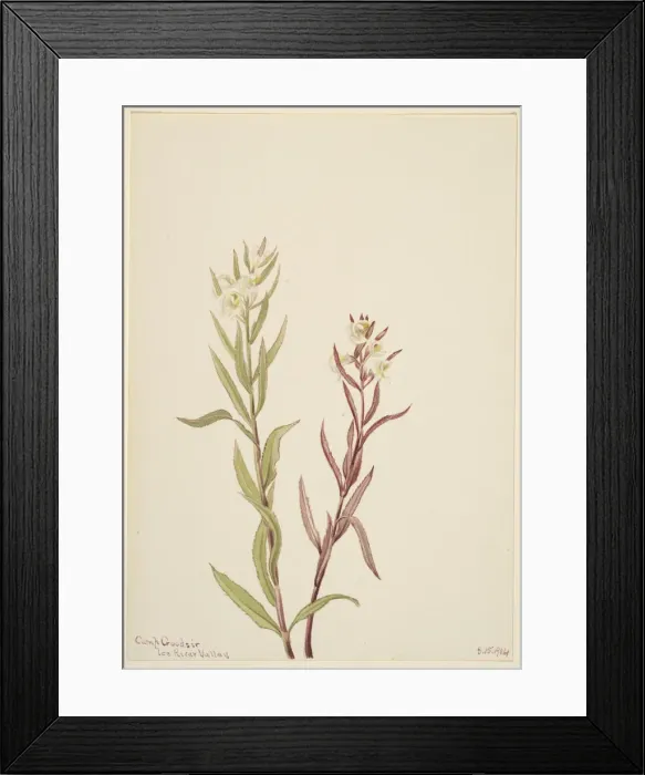 Framed Print : Pedicularis raremosa, 1904. Creator: Mary Vaux Walcott Framed Print : Pedicularis raremosa, 1904. Creator: Mary Vaux Walcott