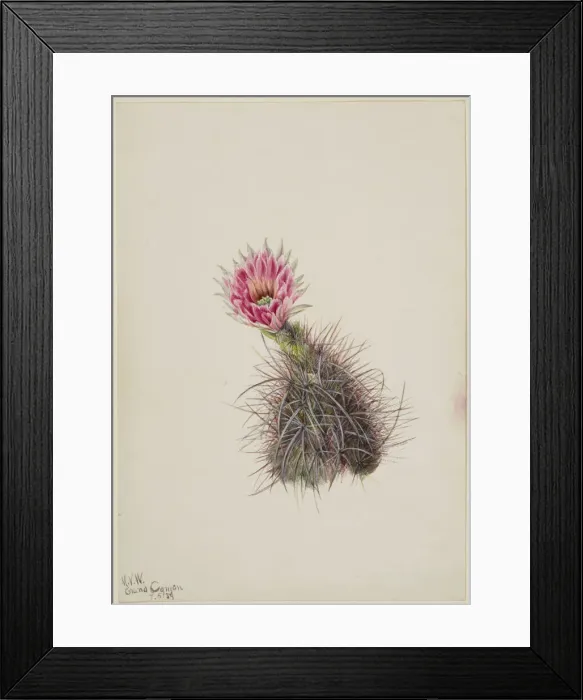 Framed Print : Cucumber Cactus, 1939. Creator: Mary Vaux Walcott Framed Print : Cucumber Cactus, 1939. Creator: Mary Vaux Walcott