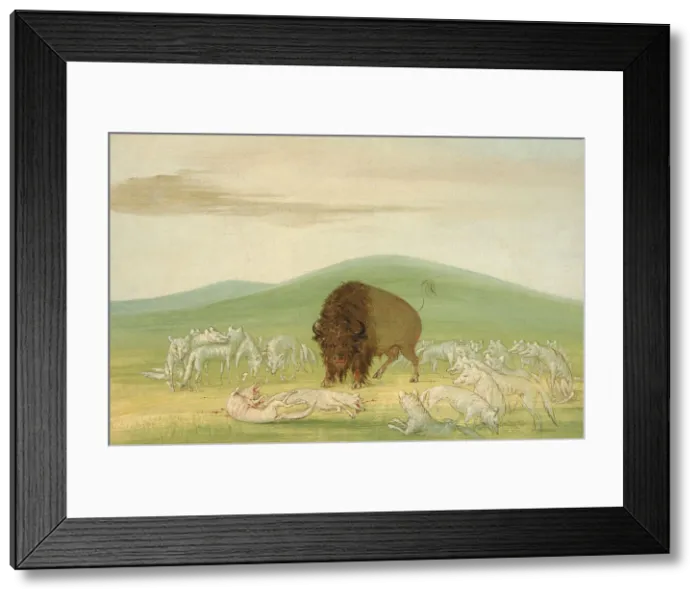 Framed Print : Wounded Buffalo Bull Surrounded by White Wolves, 1832-1833. Creator: George Catlin Framed Print : Wounded Buffalo Bull Surrounded by White Wolves, 1832-1833. Creator: George Catlin