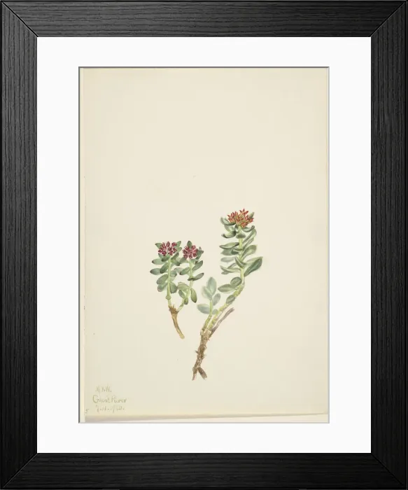 Framed Print : Sanifoiga adscendeus, 1920. Creator: Mary Vaux Walcott Framed Print : Sanifoiga adscendeus, 1920. Creator: Mary Vaux Walcott