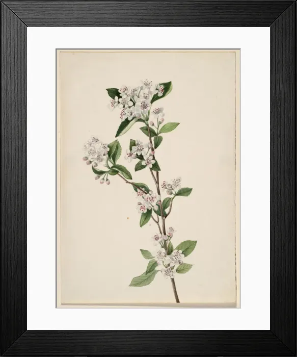 Framed Print : Red Chokeberry (Aronia arbutifolia), ca. 1920s. Creator: Mary Vaux Walcott Framed Print : Red Chokeberry (Aronia arbutifolia), ca. 1920s. Creator: Mary Vaux Walcott