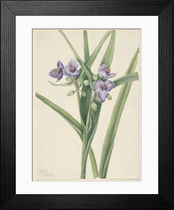 Framed Print : Virginia Spiderwort (Tradescantia virginiana), 1920. Creator: Mary Vaux Walcott Framed Print : Virginia Spiderwort (Tradescantia virginiana), 1920. Creator: Mary Vaux Walcott