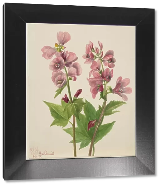 Untitled--Flower Study, 1939. Creator: Mary Vaux Walcott