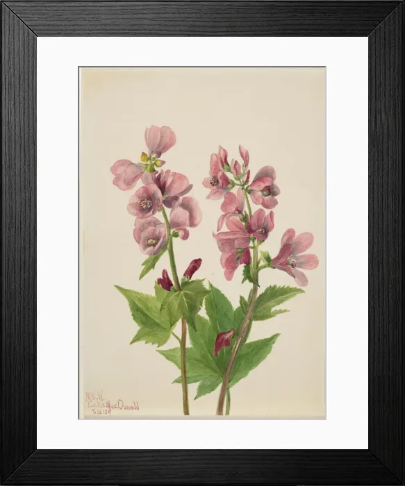 Framed Print : Untitled--Flower Study, 1939. Creator: Mary Vaux Walcott Framed Print : Untitled--Flower Study, 1939. Creator: Mary Vaux Walcott