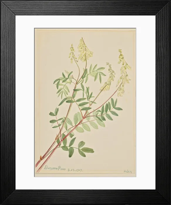 Framed Print : Hedysarum (Hedysarum sulphurescens), 1917. Creator: Mary Vaux Walcott Framed Print : Hedysarum (Hedysarum sulphurescens), 1917. Creator: Mary Vaux Walcott