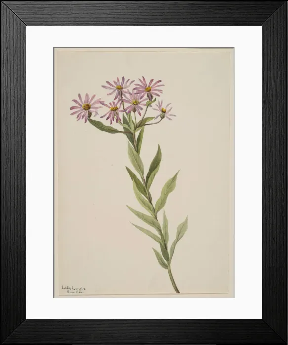 Framed Print : Aster Engelmann, 1904. Creator: Mary Vaux Walcott Framed Print : Aster Engelmann, 1904. Creator: Mary Vaux Walcott