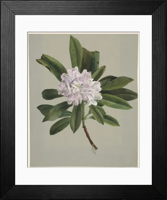 Framed Print : Rhododendron (Rhododendron maximum), 1880. Creator: Mary Vaux Walcott Framed Print : Rhododendron (Rhododendron maximum), 1880. Creator: Mary Vaux Walcott