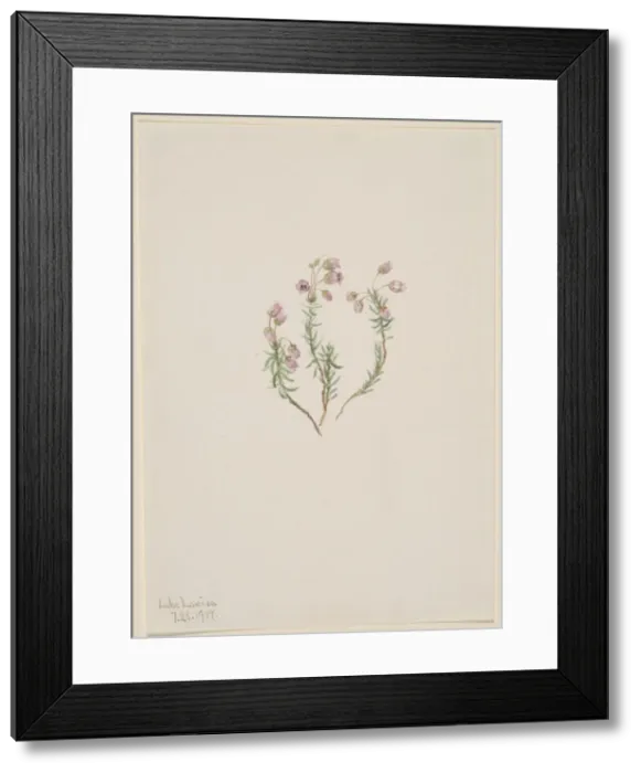 Framed Print : Heather (Phyllodoce intermedia), 1907. Creator: Mary Vaux Walcott Framed Print : Heather (Phyllodoce intermedia), 1907. Creator: Mary Vaux Walcott