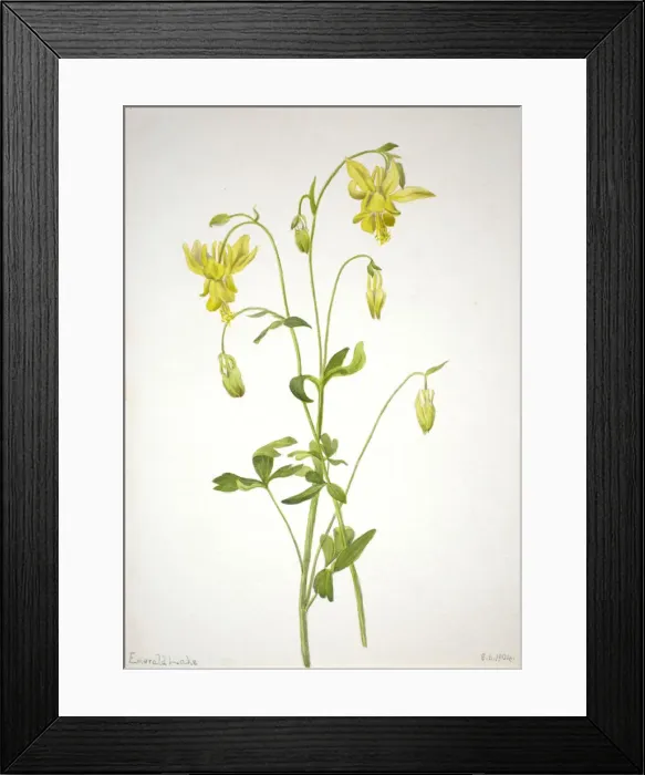 Framed Print : Untitled--Plant Study, 1904. Creator: Mary Vaux Walcott Framed Print : Untitled--Plant Study, 1904. Creator: Mary Vaux Walcott
