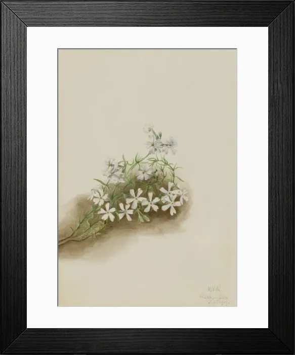 Framed Print : Moss Pink (Phlox subulate), 1919. Creator: Mary Vaux Walcott Framed Print : Moss Pink (Phlox subulate), 1919. Creator: Mary Vaux Walcott