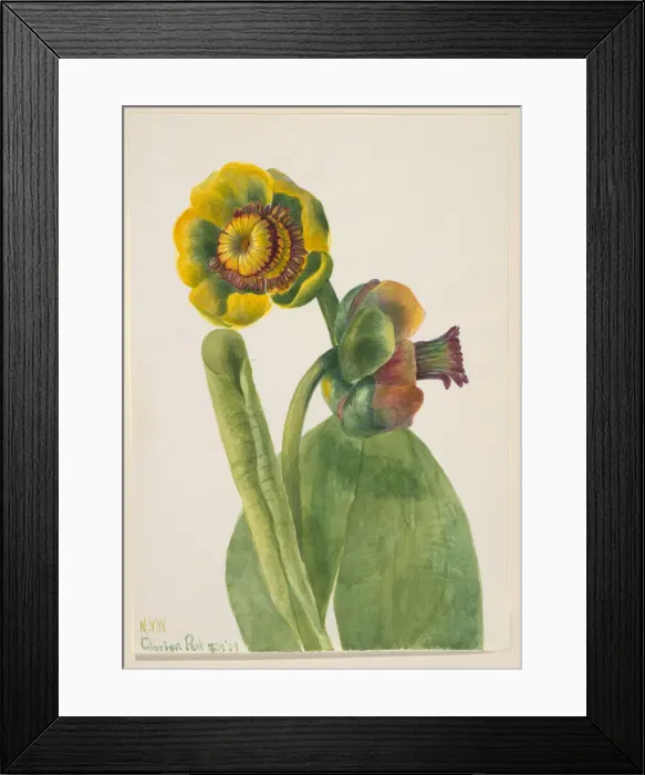 Framed Print : Untitled--Flower Study, 1939. Creator: Mary Vaux Walcott Framed Print : Untitled--Flower Study, 1939. Creator: Mary Vaux Walcott