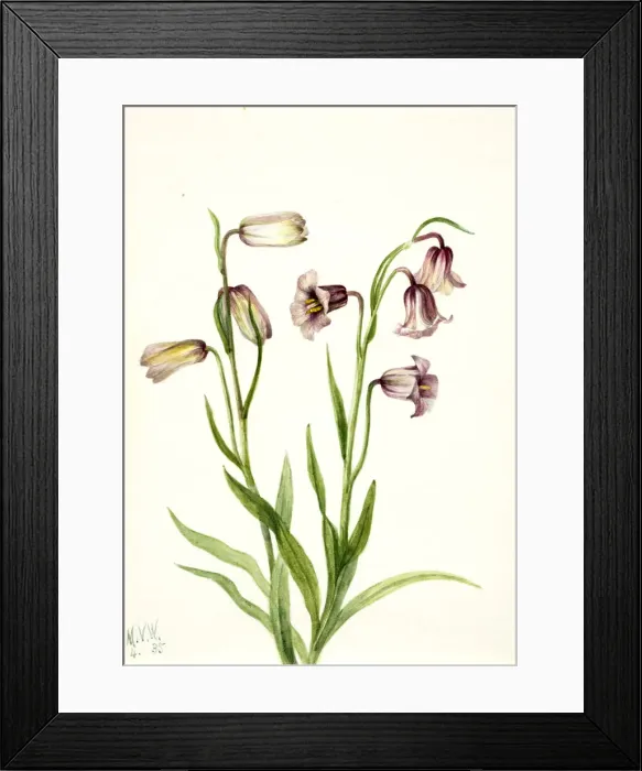 Framed Print : Fritillary (Fritillaria biflora), 1935. Creator: Mary Vaux Walcott Framed Print : Fritillary (Fritillaria biflora), 1935. Creator: Mary Vaux Walcott
