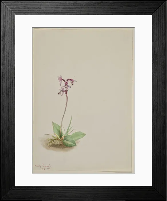 Framed Print : Orchis (Orchis rotundifolia), 1916. Creator: Mary Vaux Walcott Framed Print : Orchis (Orchis rotundifolia), 1916. Creator: Mary Vaux Walcott