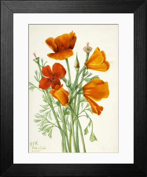 Framed Print : California Poppy (Eschscholtzia californica), 1935. Creator: Mary Vaux Walcott Framed Print : California Poppy (Eschscholtzia californica), 1935. Creator: Mary Vaux Walcott