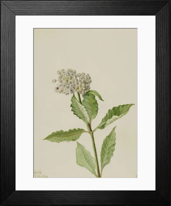 Framed Print : Milkweed (Ascelpias), 1924. Creator: Mary Vaux Walcott Framed Print : Milkweed (Ascelpias), 1924. Creator: Mary Vaux Walcott
