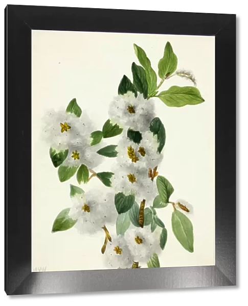 Rock Willow (Salix vestita), 1934. Creator: Mary Vaux Walcott