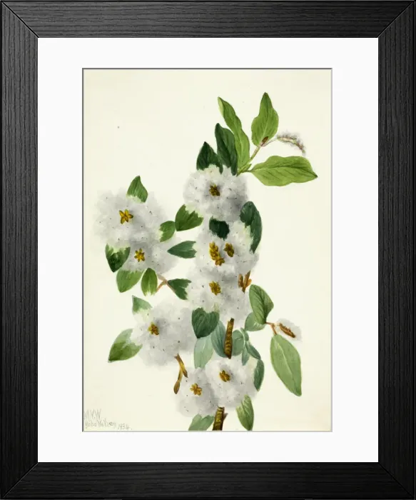 Framed Print : Rock Willow (Salix vestita), 1934. Creator: Mary Vaux Walcott