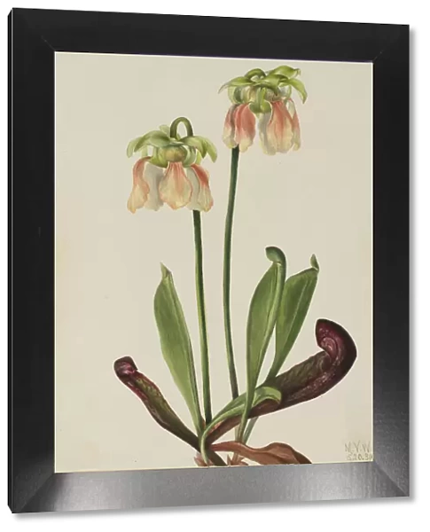 Hybrid Pitcherplant (Sarracenia minor x psittacina), 1930. Creator: Mary Vaux Walcott