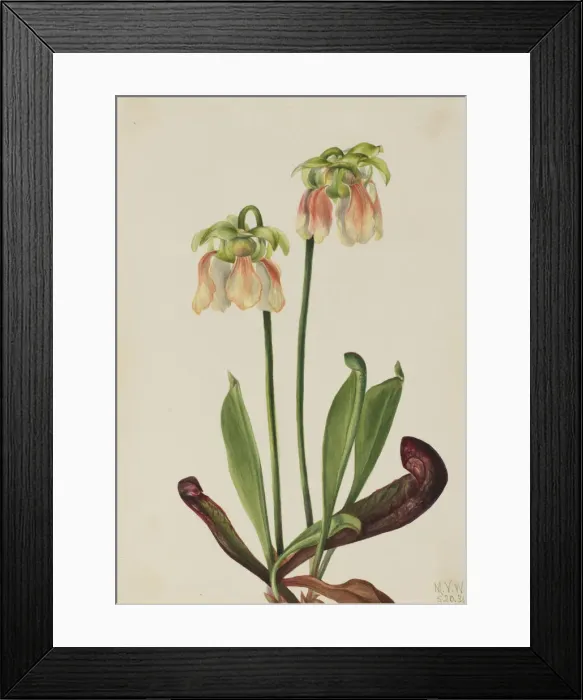 Framed Print : Hybrid Pitcherplant (Sarracenia minor x psittacina), 1930. Creator: Mary Vaux Walcott Framed Print : Hybrid Pitcherplant (Sarracenia minor x psittacina), 1930. Creator: Mary Vaux Walcott