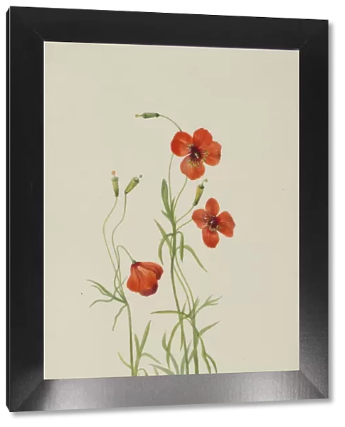 Wind Poppy (Stylomecon heterophylla), 1926. Creator: Mary Vaux Walcott