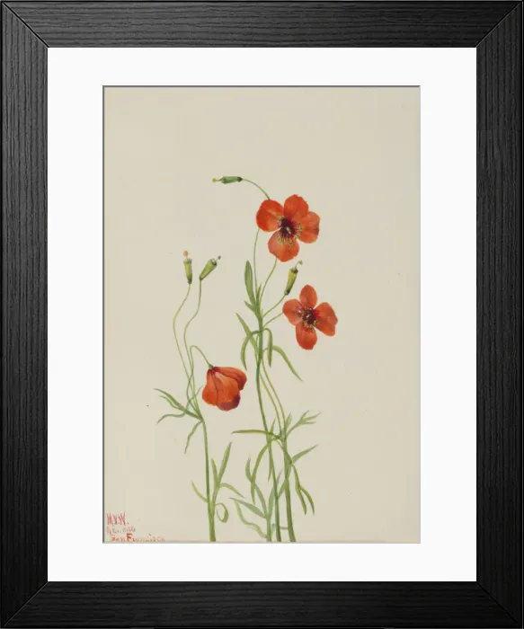 Framed Print : Wind Poppy (Stylomecon heterophylla), 1926. Creator: Mary Vaux Walcott Framed Print : Wind Poppy (Stylomecon heterophylla), 1926. Creator: Mary Vaux Walcott
