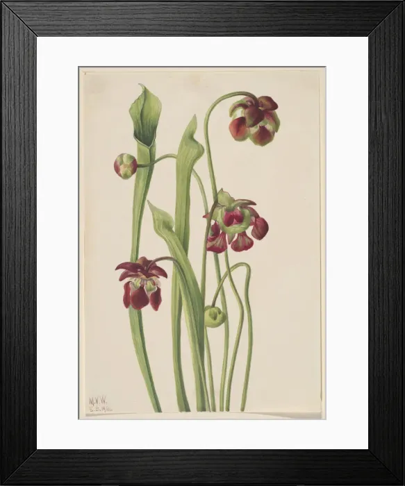 Framed Print : Hybrid Pitcherplant, 1930. Creator: Mary Vaux Walcott Framed Print : Hybrid Pitcherplant, 1930. Creator: Mary Vaux Walcott