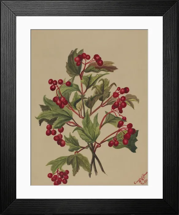 Framed Print : Grouseberry (Viburnum americanum), 1880. Creator: Mary Vaux Walcott Framed Print : Grouseberry (Viburnum americanum), 1880. Creator: Mary Vaux Walcott