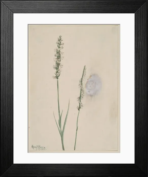 Framed Print : Nodding Ladies-Tresses (Ibidium cernum), 1905. Creator: Mary Vaux Walcott Framed Print : Nodding Ladies-Tresses (Ibidium cernum), 1905. Creator: Mary Vaux Walcott