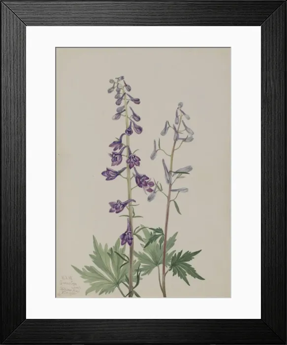 Framed Print : Tall Larkspur (Delphinium elongatum), 1920. Creator: Mary Vaux Walcott Framed Print : Tall Larkspur (Delphinium elongatum), 1920. Creator: Mary Vaux Walcott