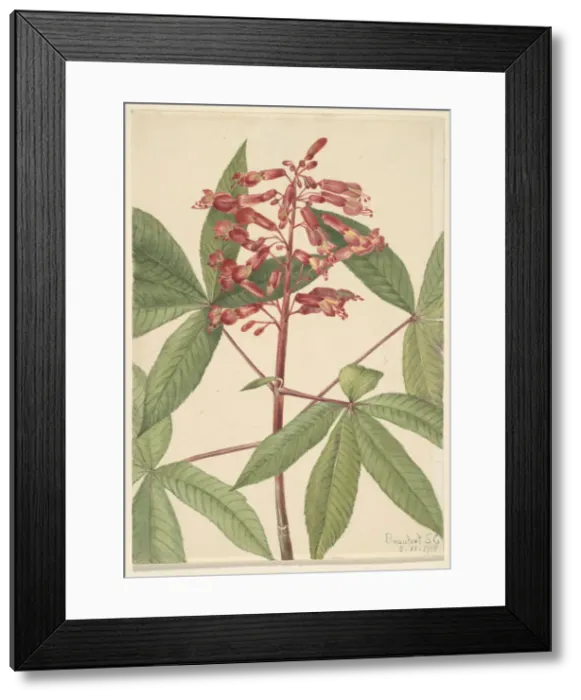 Framed Print : Red Buckeye (Aesculus pavia), 1918. Creator: Mary Vaux Walcott Framed Print : Red Buckeye (Aesculus pavia), 1918. Creator: Mary Vaux Walcott