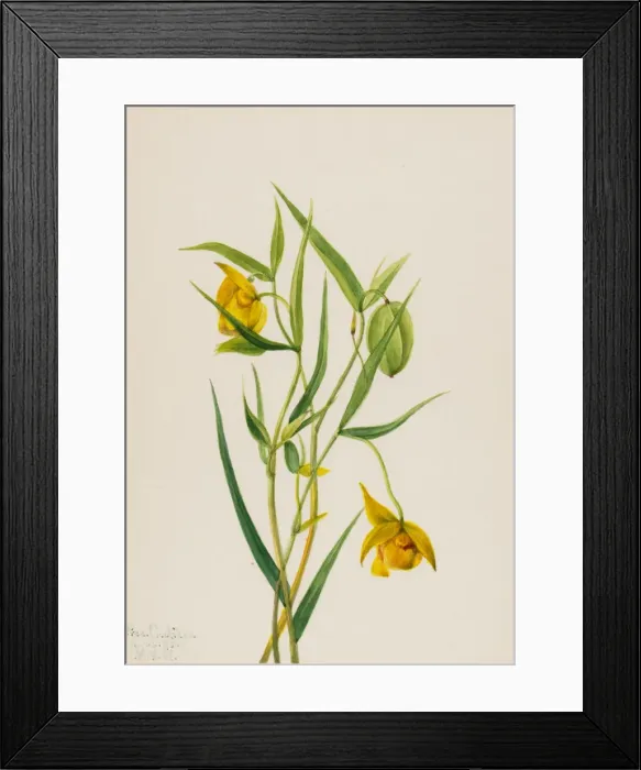 Framed Print : Golden Fairy Lantern (Calochortus amabilis), 1936. Creator: Mary Vaux Walcott Framed Print : Golden Fairy Lantern (Calochortus amabilis), 1936. Creator: Mary Vaux Walcott