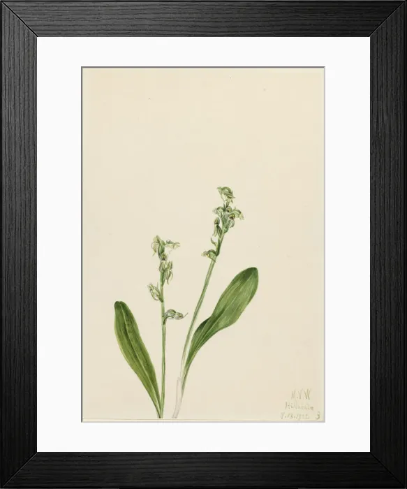 Framed Print : One-Leaf-Bog-Orchid (Habenaria obtusata), 1922. Creator: Mary Vaux Walcott Framed Print : One-Leaf-Bog-Orchid (Habenaria obtusata), 1922. Creator: Mary Vaux Walcott