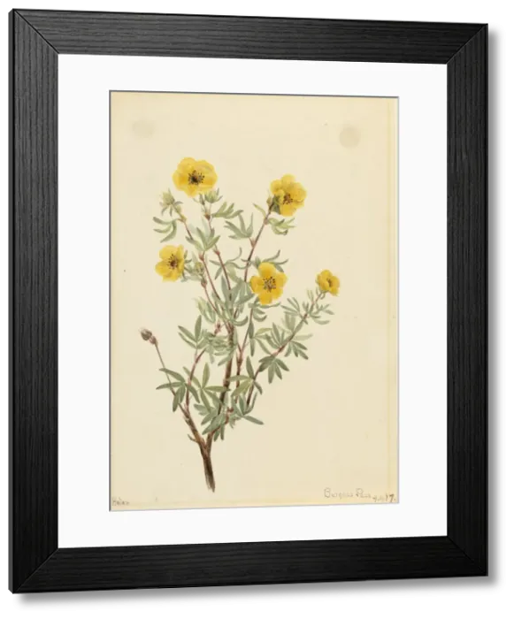 Framed Print : Bush Cinquefoil (Potentilla fruticosa), 1917. Creator: Mary Vaux Walcott Framed Print : Bush Cinquefoil (Potentilla fruticosa), 1917. Creator: Mary Vaux Walcott