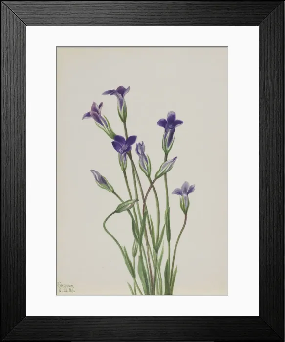 Framed Print : Gentian (Gentiana holopetala), 1936. Creator: Mary Vaux Walcott Framed Print : Gentian (Gentiana holopetala), 1936. Creator: Mary Vaux Walcott