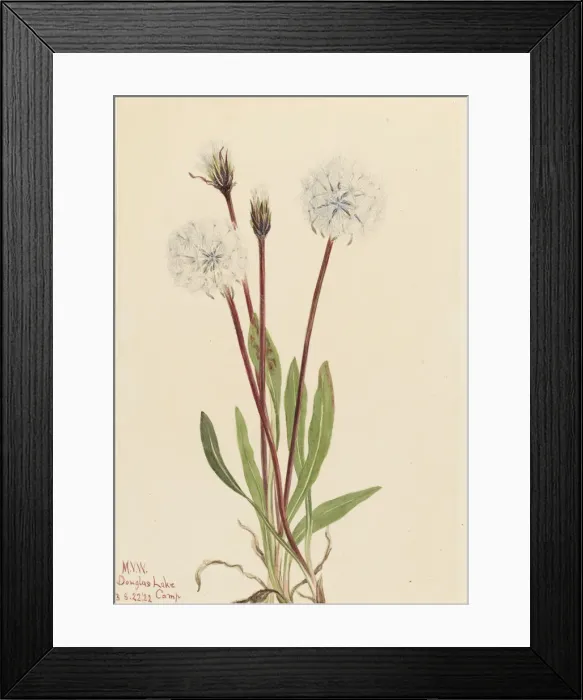 Framed Print : Slender Agoseris (Agoseris gracilens), 1922. Creator: Mary Vaux Walcott Framed Print : Slender Agoseris (Agoseris gracilens), 1922. Creator: Mary Vaux Walcott