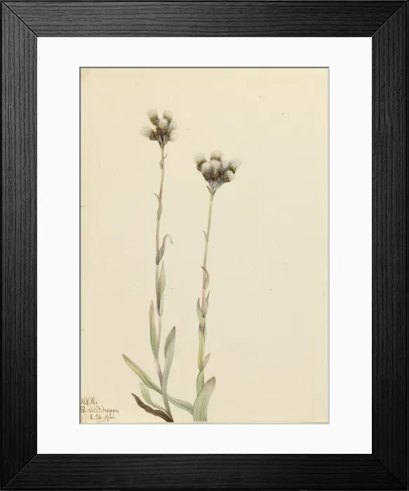 Framed Print : Gray Pussytoes (Antennaria howellii), 1921. Creator: Mary Vaux Walcott Framed Print : Gray Pussytoes (Antennaria howellii), 1921. Creator: Mary Vaux Walcott