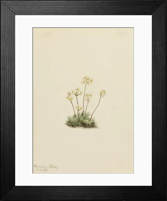 Framed Print : Sweet Androsace (Androsace carinata), 1916. Creator: Mary Vaux Walcott Framed Print : Sweet Androsace (Androsace carinata), 1916. Creator: Mary Vaux Walcott
