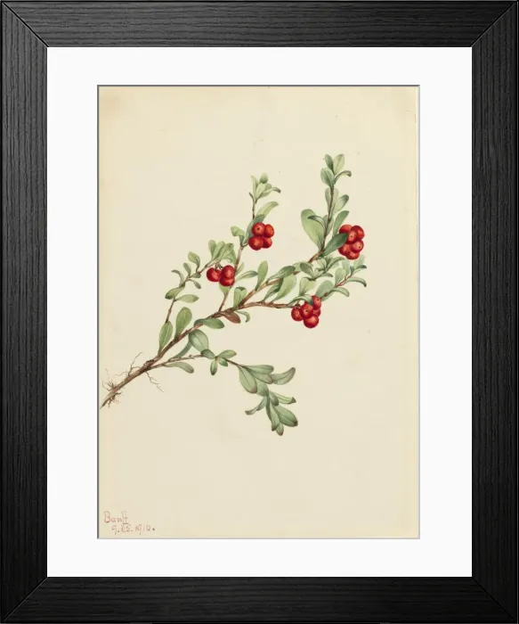 Framed Print : Bearberry (Arctostaphylos uva-ursi), 1916. Creator: Mary Vaux Walcott Framed Print : Bearberry (Arctostaphylos uva-ursi), 1916. Creator: Mary Vaux Walcott