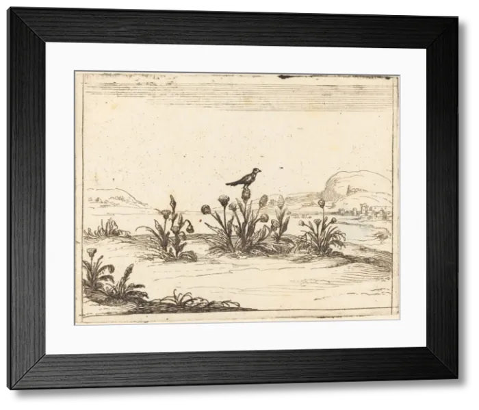 Framed Print : Bird Perched in a Thistle, 1628. Creator: Jacques Callot Framed Print : Bird Perched in a Thistle, 1628. Creator: Jacques Callot