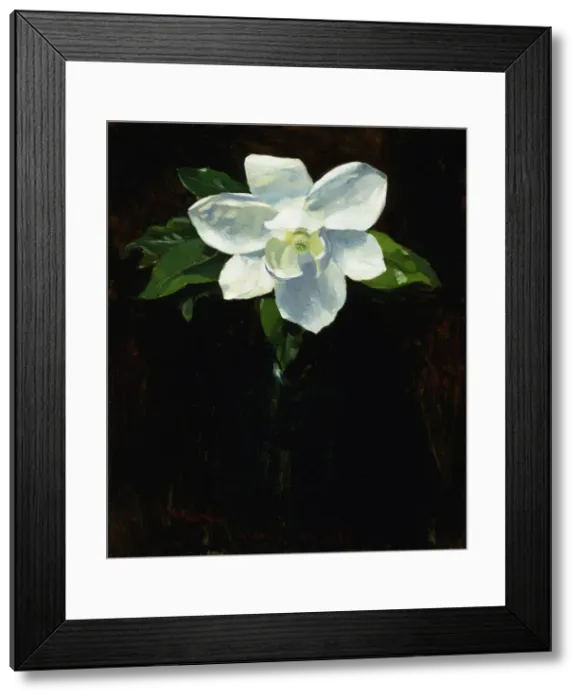 Framed Print : Magnolia, 1895. Creator: Charles Walter Stetson Framed Print : Magnolia, 1895. Creator: Charles Walter Stetson
