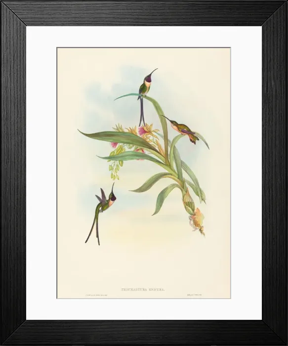 Framed Print : Tharmastura enicura (Slender Shear-Tail). Creators: John Gould, Henry Constantine Richter Framed Print : Tharmastura enicura (Slender Shear-Tail). Creators: John Gould, Henry Constantine Richter
