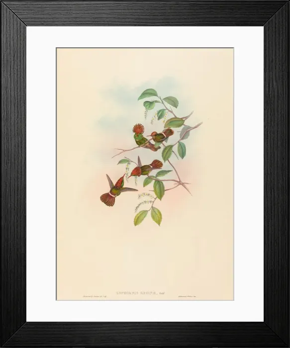 Framed Print : Lophornas reginae (Spangled Coquette). Creators: John Gould, Henry Constantine Richter Framed Print : Lophornas reginae (Spangled Coquette). Creators: John Gould, Henry Constantine Richter
