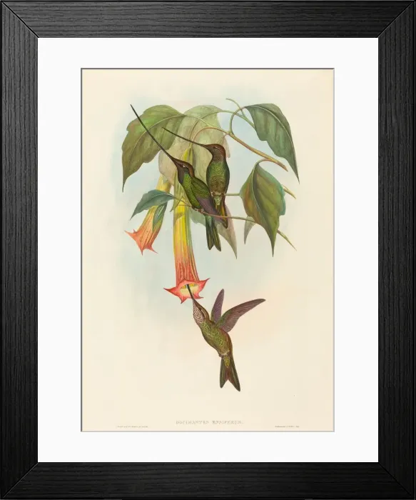 Framed Print : Docimastes ensiferus (Sword-billed Hummingbird). Creators: John Gould Framed Print : Docimastes ensiferus (Sword-billed Hummingbird). Creators: John Gould