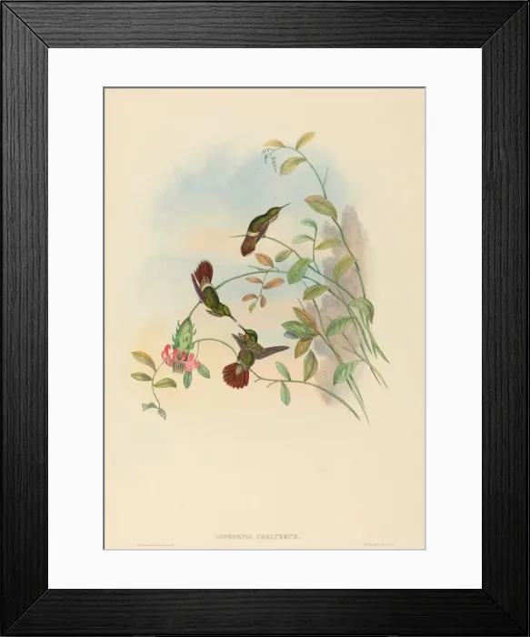 Framed Print : Lophornis chalybeus (Festive Coquette). Creators: John Gould, Henry Constantine Richter Framed Print : Lophornis chalybeus (Festive Coquette). Creators: John Gould, Henry Constantine Richter