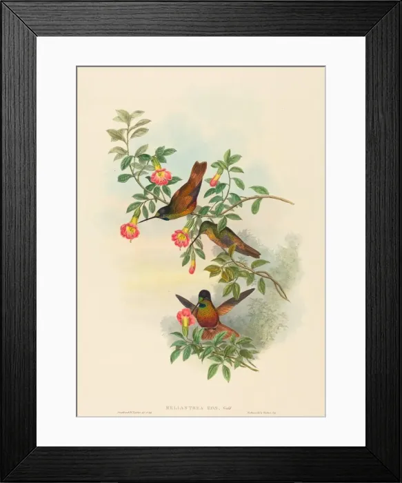 Framed Print : Helianthea eos (Golden Star-frontlet). Creators: John Gould, Henry Constantine Richter Framed Print : Helianthea eos (Golden Star-frontlet). Creators: John Gould, Henry Constantine Richter