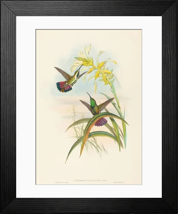 Framed Print : Lampornis veraguensis (Veraguan Mango). Creators: John Gould, Henry Constantine Richter Framed Print : Lampornis veraguensis (Veraguan Mango). Creators: John Gould, Henry Constantine Richter