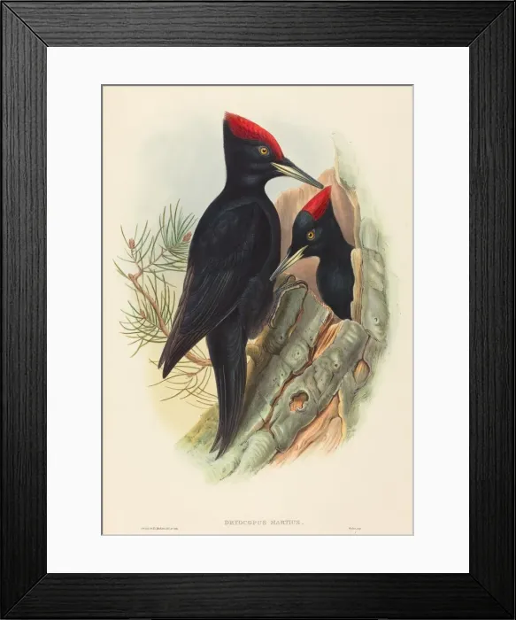 Framed Print : Great Black Woodpecker (Dryocopus martius). Creators: John Gould Framed Print : Great Black Woodpecker (Dryocopus martius). Creators: John Gould